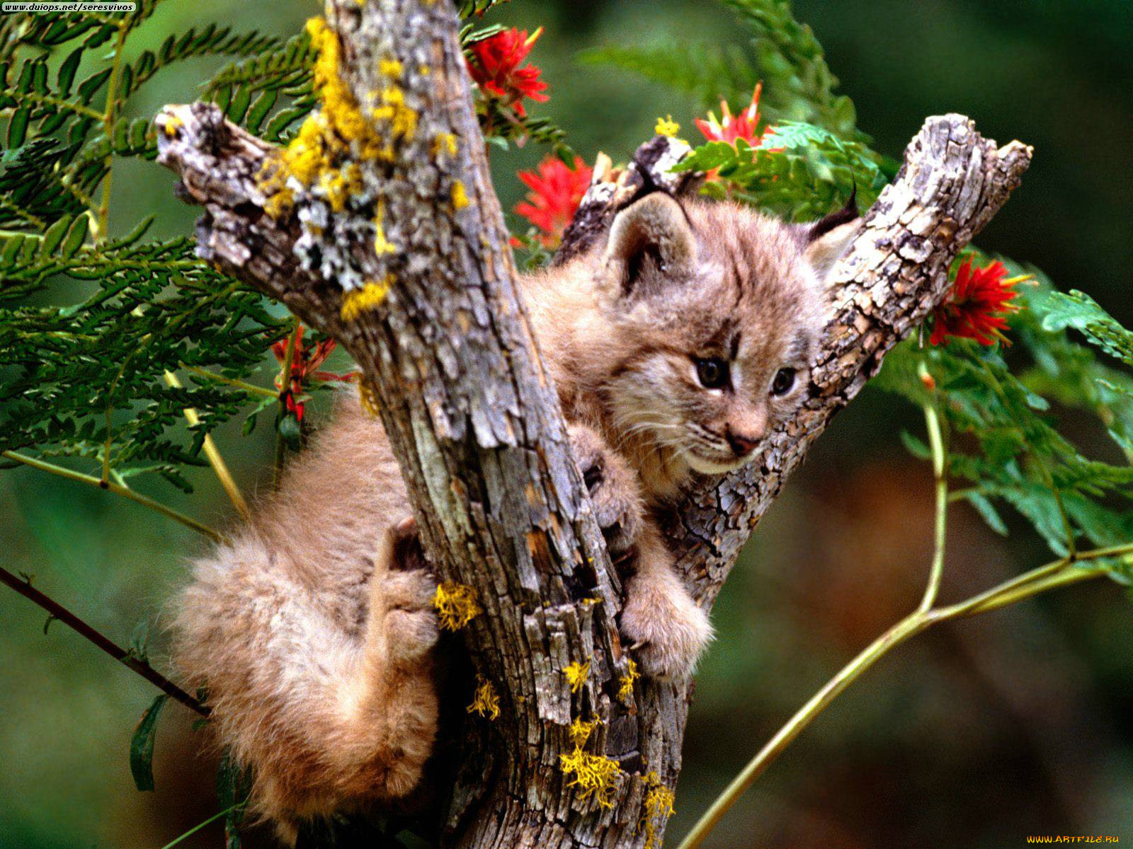 up, tree, canada, lynx, , 
